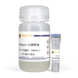 碧云天 p38 MAPK抗体(小鼠单抗)(AM065)