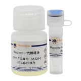 碧云天 Phospho-Akt(Ser473)抗体(兔多抗)(AA329)