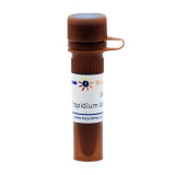 碧云天 Propidium Iodide/碘化丙啶(ST512)