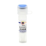 碧云天 BL21(DE3)pLysS甘油菌(低本底蛋白诱导表达用)(D0339)