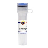碧云天 pLenti-U6-gRNA-Cas9-P2A-EGFP-Hygro（慢病毒质粒）(D8309-1μg)