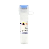 碧云天 pFastBac1-C-EGFP (昆虫杆状病毒表达质粒)(D2804-1μg)