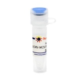 碧云天 pCMV-MCS-P2A-EGFP-Myc-Neo(pCMV-MCS-P2A-EGFP-Myc-Neo质粒)(D2673-1μg)