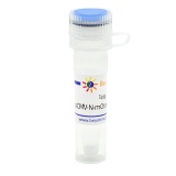 碧云天 pCMV-N-mOrange2 (橙色荧光蛋白)(D2713-1μg)