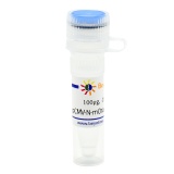 碧云天 pCMV-N-mOrange2 (橙色荧光蛋白)(D2713-100μg)