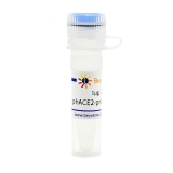 碧云天 phACE2-promoter-TA-luc (报告基因质粒)(D2488-1μg)