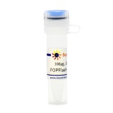 碧云天 FOPFlash-CP(超灵敏快速降解型报告基因质粒)(D2504-100μg)