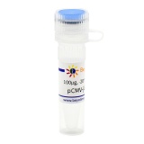 碧云天 pCMV-jGCaMP7f (快速响应型钙离子荧光探针)(D2865-100μg)