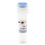 碧云天 pCMV-jGCaMP7s (高灵敏度钙离子荧光探针)(D2867-1μg)