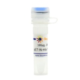 碧云天 pET-N-His-TEV-QUEEN2m (细菌ATP荧光探针)(D2906-100μg)