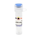 碧云天 pCMV-N-Myc-MCS-P2A-EGFP-Bla(pCMV-N-Myc-MCS-P2A-EGFP-Bla质粒)(D2808-1μg)
