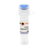 碧云天 pCMV-MCS-P2A-EGFP-Flag-Bla(pCMV-MCS-P2A-EGFP-Flag-Bla质粒)(D2809-100μg)