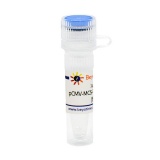 碧云天 pCMV-MCS-P2A-EGFP-HA-Zeo(pCMV-MCS-P2A-EGFP-HA-Zeo质粒)(D2828-1μg)