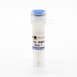 碧云天 Torin 1 (mTOR抑制剂)(SC0245-5mg)