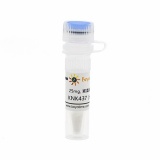 碧云天 KNK437 (HSP抑制剂)(SC6659-25mg)