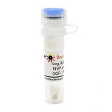 碧云天 NVP-AEW541 (IGF-1R抑制剂)(SF5364-5mg)