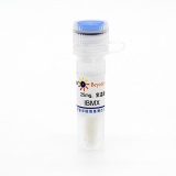 碧云天 IBMX (PDEs抑制剂)(SC0195-25mg)