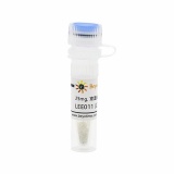 碧云天 LEE011 (CDK抑制剂)(SC6668-25mg)