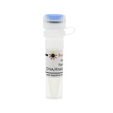 碧云天 Favipiravir (DNA/RNA Synthesis抑制剂)(SC9141-10mM)