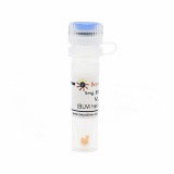 碧云天 ML216 (BLM helicase抑制剂)(SF1172-5mg)