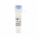 碧云天 Salirasib (Rho抑制剂)(SC6596-5mg)
