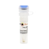 碧云天 MI-2 (Histone Methyltransferase抑制剂)(SD1074-5mg)