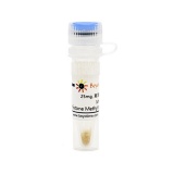 碧云天 MI-2 (Histone Methyltransferase抑制剂)(SD1074-25mg)