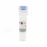 碧云天 A-366 (Histone Methyltransferase抑制剂)(SD1092-10mM)