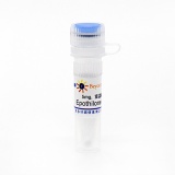 碧云天 Epothilone B (Microtubule Assosiated抑制剂)(SC0164-5mg)