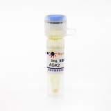 碧云天 AGK2 (SIRT2抑制剂)(SC0285-5mg)