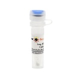 碧云天 Cabazitaxel (Microtubule Associated抑制剂)(SC7997-5mg)