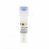 碧云天 BMS-5 (LIMK抑制剂)(SC6619-25mg)