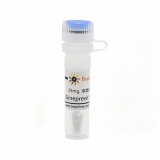 碧云天 Simeprevir (HCV抑制剂)(SC3247-25mg)