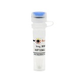 碧云天 WP1066 (JAK抑制剂)(SD4749-5mg)