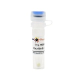 碧云天 Pacritinib (JAK抑制剂)(SD4762-5mg)