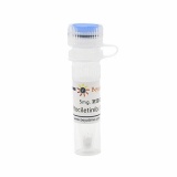 碧云天 Rociletinib (EGFR抑制剂)(SF5323-5mg)
