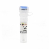 碧云天 BAY11-7082 (IκB/IKK抑制剂)(SF0011-5mg)