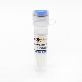 碧云天 Crizotinib (c-Met抑制剂)(SC0146-10mM)
