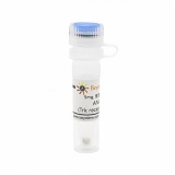 碧云天 ANA-12 (Trk receptor拮抗剂)(SF5332-5mg)