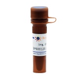 碧云天 SP600125 (JNK抑制剂)(S1876-5mg)
