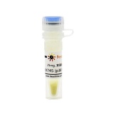 碧云天 VX745 (p38 MAPK抑制剂)(SD5964-25mg)