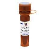 碧云天 SB202190 (p38 MAPK抑制剂)(SC0380-25mg)