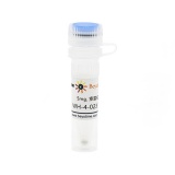 碧云天 WH-4-023 (Src抑制剂)(SC1220-5mg)