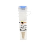 碧云天 NU7026 (DNA-PK抑制剂)(SC9150-25mg)