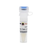 碧云天 NU-7441 (DNA-PK抑制剂)(SC9154-10mM)