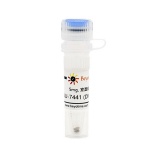 碧云天 NU-7441 (DNA-PK抑制剂)(SC9154-5mg)