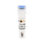 碧云天 NU-7441 (DNA-PK抑制剂)(SC9154-25mg)