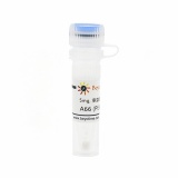 碧云天 A66 (PI3K抑制剂)(SF2667-5mg)