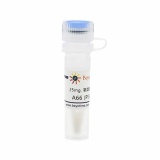 碧云天 A66 (PI3K抑制剂)(SF2667-25mg)