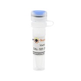 碧云天 CAL-101 (PI3K抑制剂)(SF2694-10mM)